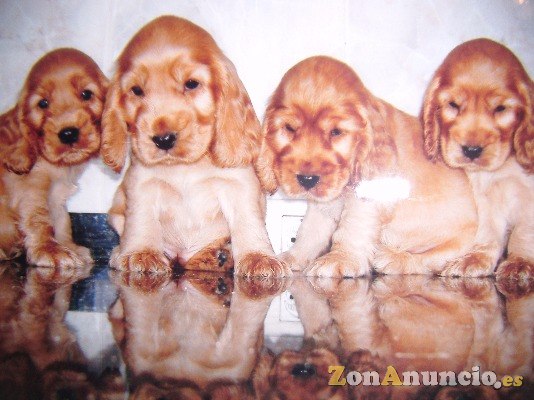 cocker spaniel inglés con pedigree